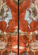 Tall, Petrified Wood Bookends with Fungal Rot - Arizona #141083-1